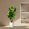 Ficus Lyrata Geigen Feige 200cm Ø32cm pflegeleicht Produktbild-Vorschau 5