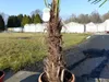 XXL Palme winterhart 180 cm Trachycarpus fortunei, Produktbild-Vorschau 3
