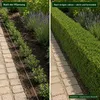 Stauden Gänge 5 x Ilex crenata 'Stokes' - Niedriger Berg Produktbild-Vorschau 4