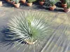 Yucca Rostrata 80 - 100 cm in Bonsai Schale | winterhart | Produktbild-Vorschau 3