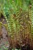 Dryopteris affinis, Goldschuppenfarn, ca. 9x9 cm Topf Produktbild-Vorschau 4