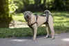 Solvit Petsafe Carelift vpředu a vzadu Náhled obrázku produktu 5