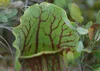 SAFLAX  - Sarracenia - 10 semi - Sarracenia Anteprima dell’immagine prodotto 8