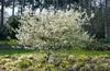 Amelanchier laevis, Kupfer-Felsenbirne, 100–125 cm, weiß Produktbild-Vorschau 6