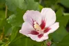 Hibiscus syriacus 'Hamabo', Roseneibisch, rosa Blüten, ca. Produktbild-Vorschau 8