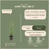 Plants by Frank | 6 Lampenputzergras Pflanzen | Pennisetum Produktbild-Vorschau 4