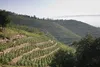 E. Guigal Côtes-du-Rhône Blanc Rhone 2024 Wein ( 1 x 0.75 L Voir les images du produit 9
