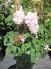 Rosa Romantic Siluetta ® - Ramblerrose Romantic Siluetta ® Produktbild-Vorschau 2