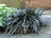 Stauden Gänge 3 x Ophiopogon planiscapus 'Niger' im 1 Liter Produktbild-Vorschau 3