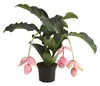 Dehner Medinille, rosa-farbene Blüten, ca. 60-70 cm, Ø Topf Produktbild-Vorschau 1