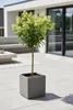 Hortensie ‘Limelight’ Stämmchen 130–140 cm – Produktbild-Vorschau 2