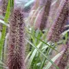 6 x Niedriges Lampenputzergras  - Pennisetum alopecuroides Produktbild-Vorschau 2