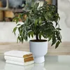 A white planter with a green plant sits next to a stack of three white books on a reflective surface. Produktbild-Vorschau