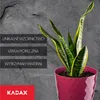 KADAX Pot de fleurs en plastique "Amily", pot avec Voir les images du produit 7
