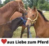 Hufglocken Sprungglocken Neopren HorseGuard Paar Bell Boots Produktbild-Vorschau 6