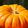 Kürbis Gelber Zentner Samen - Cucurbita maxima - Produktbild-Vorschau 4