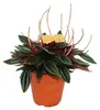 Peperomia 3er Set Náhled obrázku produktu 6