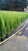 200 Stück, 25-30cm, Topf 9cm, Lebensbaum Thuja occidentalis Produktbild-Vorschau 3