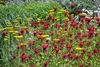 Monarda didyma, Indianernessel, rot, ca. 9x9 cm Topf Produktbild-Vorschau 8