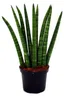 Sansevieria cylindrica – elegantní sada 3 kusů v květináči Náhled obrázku produktu 2
