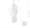 1x Pinus Pinea Silver Crest P17 H50 Produktbild-Vorschau 5