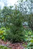 Picea abies 'Will's Zwerg', Fichte, kompakt, 50–60 cm Produktbild-Vorschau 7