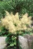 A flowering plant with feathery white plumes is shown in a garden setting, with large rocks in the foreground and lush green foliage in the background. Produktbild-Vorschau