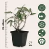 A potted plant with a ruler and icons indicating plant care instructions. Produktbild-Vorschau