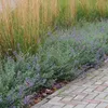 Bloomique - 3er Set - Nepeta Faassenii - Katzenminze - Produktbild-Vorschau 5