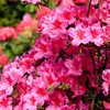 Buisson à fleurs - Set de 3 - Rhododendron catawbiense - Voir les images du produit 4
