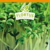 Kresse | Kressesamen von FLORTUS Produktbild-Vorschau 5