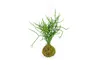 Gardners Kokedama Euphorbia tirucalli (L) Náhled obrázku produktu 2