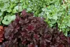Stauden Gänge 3 x Heuchera Hybride 'Obsidian' im 1 Liter Produktbild-Vorschau 6