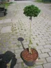 Abies koreana Wellenseind - Koreatanne - Hochstamm - 50 Produktbild-Vorschau 2