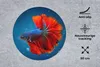 MuchoWow® Mauspad Mousepad Fisch - Wasser - Rot 50x50 cm - Produktbild-Vorschau 2