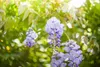 Wisteria sinensis, Chinesischer Blauregen, 40–60 cm Produktbild-Vorschau 5