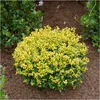 Stauden Gänge 1 x Ilex crenata 'Golden Gem' Kugel 30 - 40 Produktbild-Vorschau 1