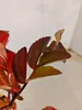 A close-up view of red and green leaves on a branch against a white and light gray background. Anteprima dell’immagine prodotto