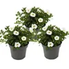 Magic bell - Mini závesná petúnia - Calibrachoa - 12cm Náhľad obrázku produktu 1