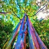 Semená Eucalyptus Deglupta - balenie 10 ks - Exotické Náhľad obrázku produktu 3