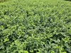 Vřeteno drobnolisté - Euonymus fortunei 'Minimus' - ↕10-25 Náhled obrázku produktu 6