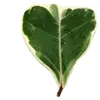 Ficus triangularis variegata – Ficus trojúhelníkový – Náhled obrázku produktu 2