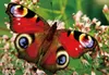3 D Ansichtskarte Schmetterling, Tagpfauenauge, Postkarte Produktbild-Vorschau 1