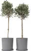Two potted olive trees against a white background. Produktbild-Vorschau