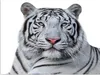 MuchoWow® Poster Tiger - Weiß - Tiere 120x90 cm - Wandbild Produktbild-Vorschau 1