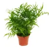 Sada tří kapradin, 17 cm Náhled obrázku produktu 5