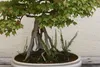 SAFLAX - Dreispitzahorn - Acer buergerianum - 30 Samen - Produktbild-Vorschau 8