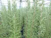 3 Stück echter Rosmarin Officinalis 50-60 cm Höhe, XL Busch Produktbild-Vorschau 5