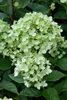 Hydrangea paniculata 'Little Lime', Rispenhortensie, Produktbild-Vorschau 3