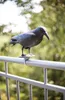 Esschert Design Vogelschreck Krähe; FY18 Produktbild-Vorschau 11